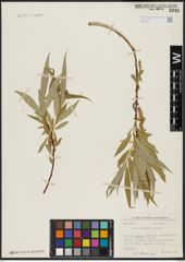 Foto von Salix acmophylla Boiss.